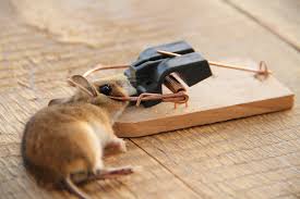 How do exterminators get rid of rodents?