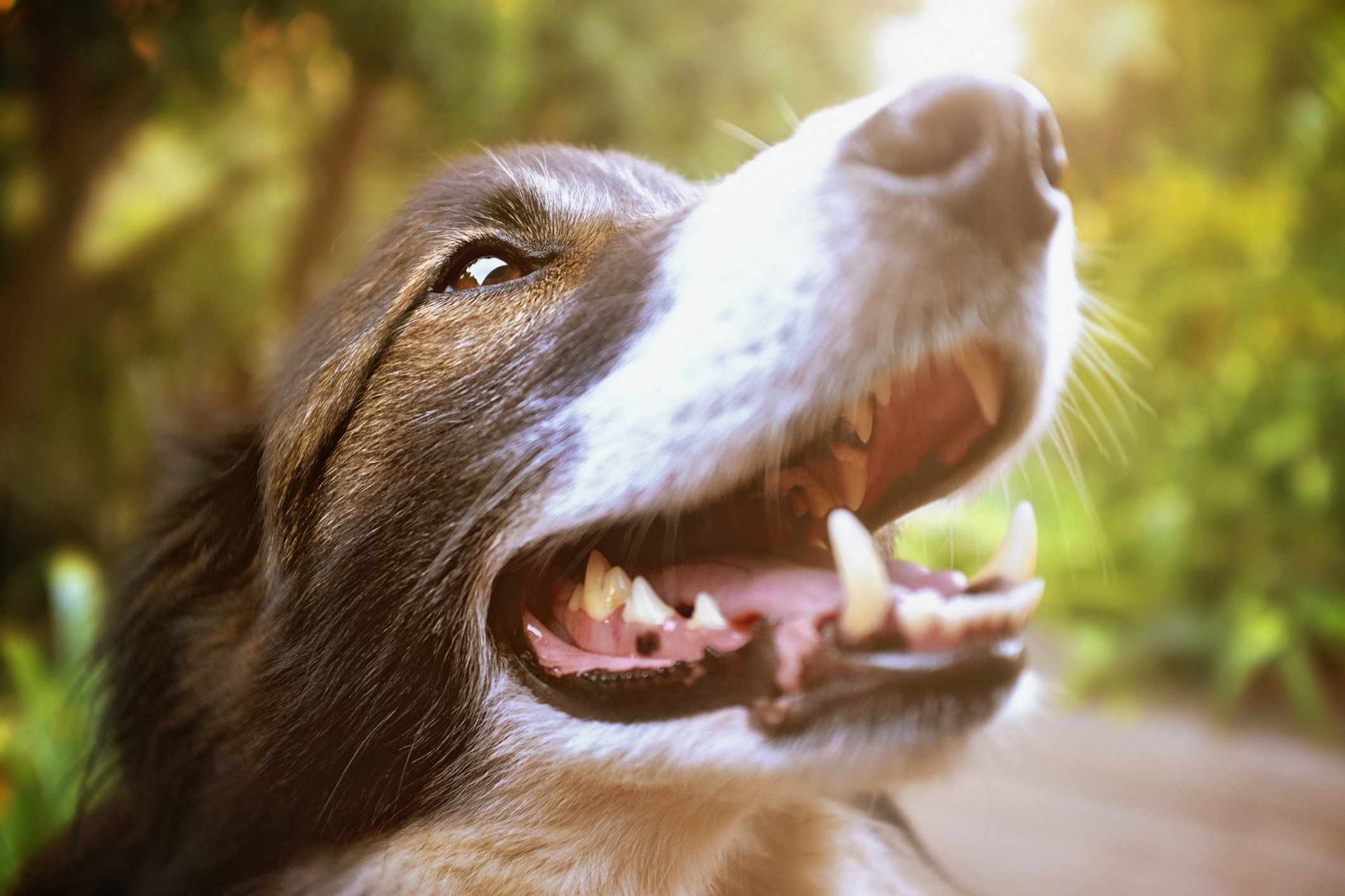 Loose Teeth, Falling Teeth: Common Puppy Teeth Troubles